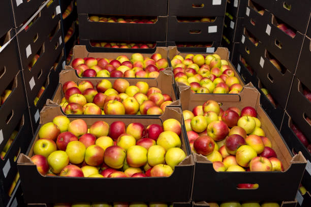 red and yellow apples in boxes in the wholesale market